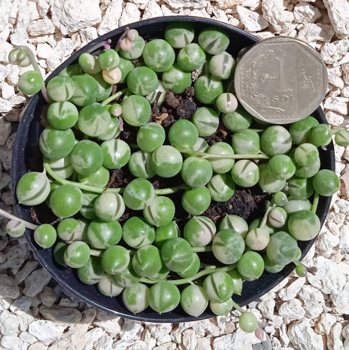 M-135: Senecio Rowleyanus Variegata