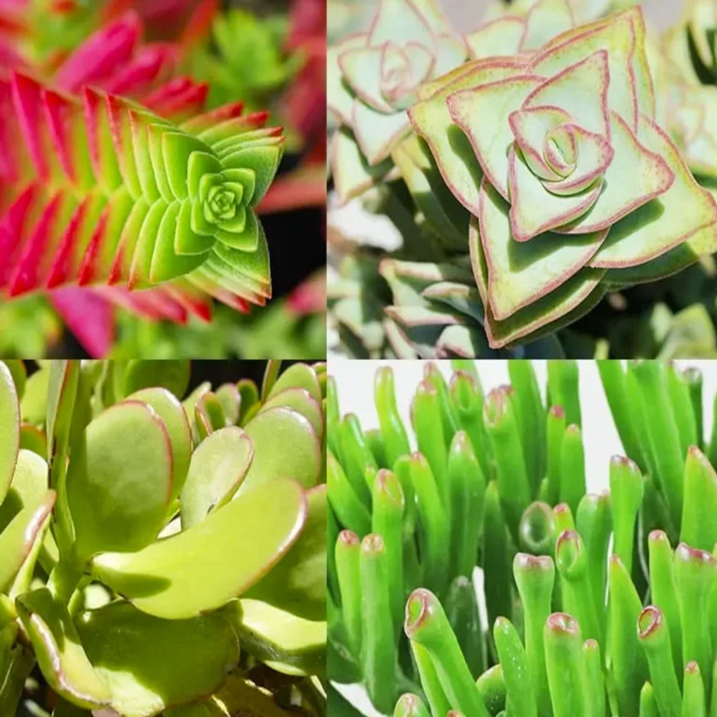 Crassula