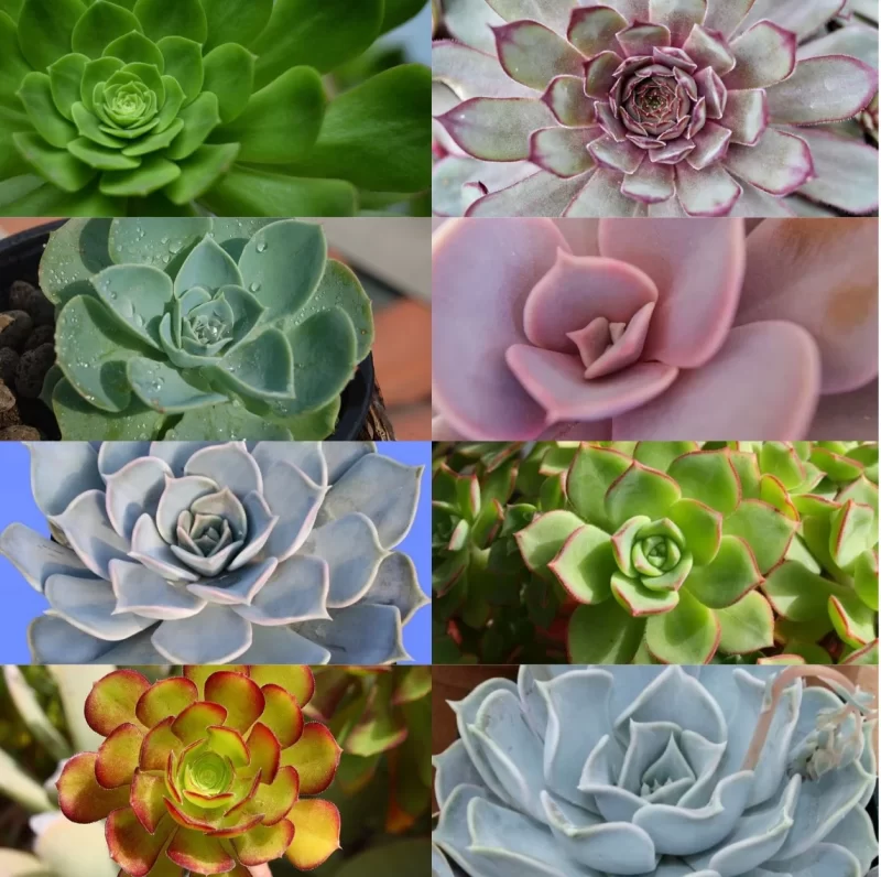 Echeveria
