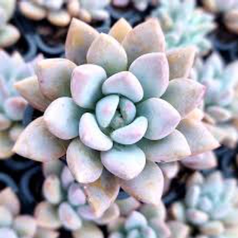 Graptoveria