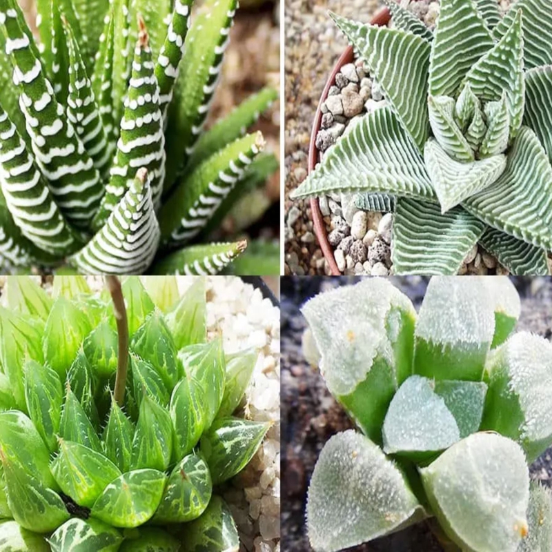 Haworthia