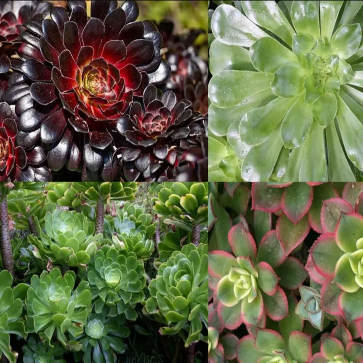 Aeonium