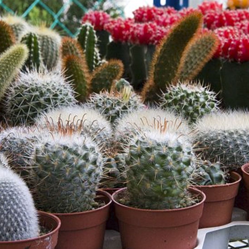 .Cactus