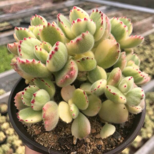 Cotyledon