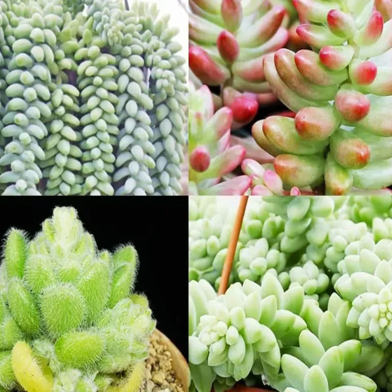 Sedum
