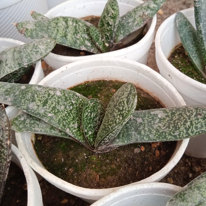 M-280: Gastaria