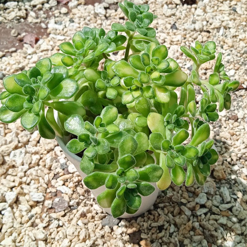 M-243: Aeonium Variegado
