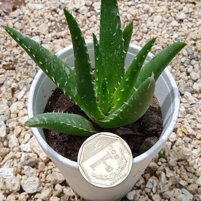M-172: Aloe