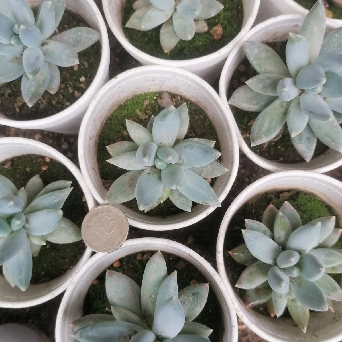 M-118: Pachyveria Glauca
