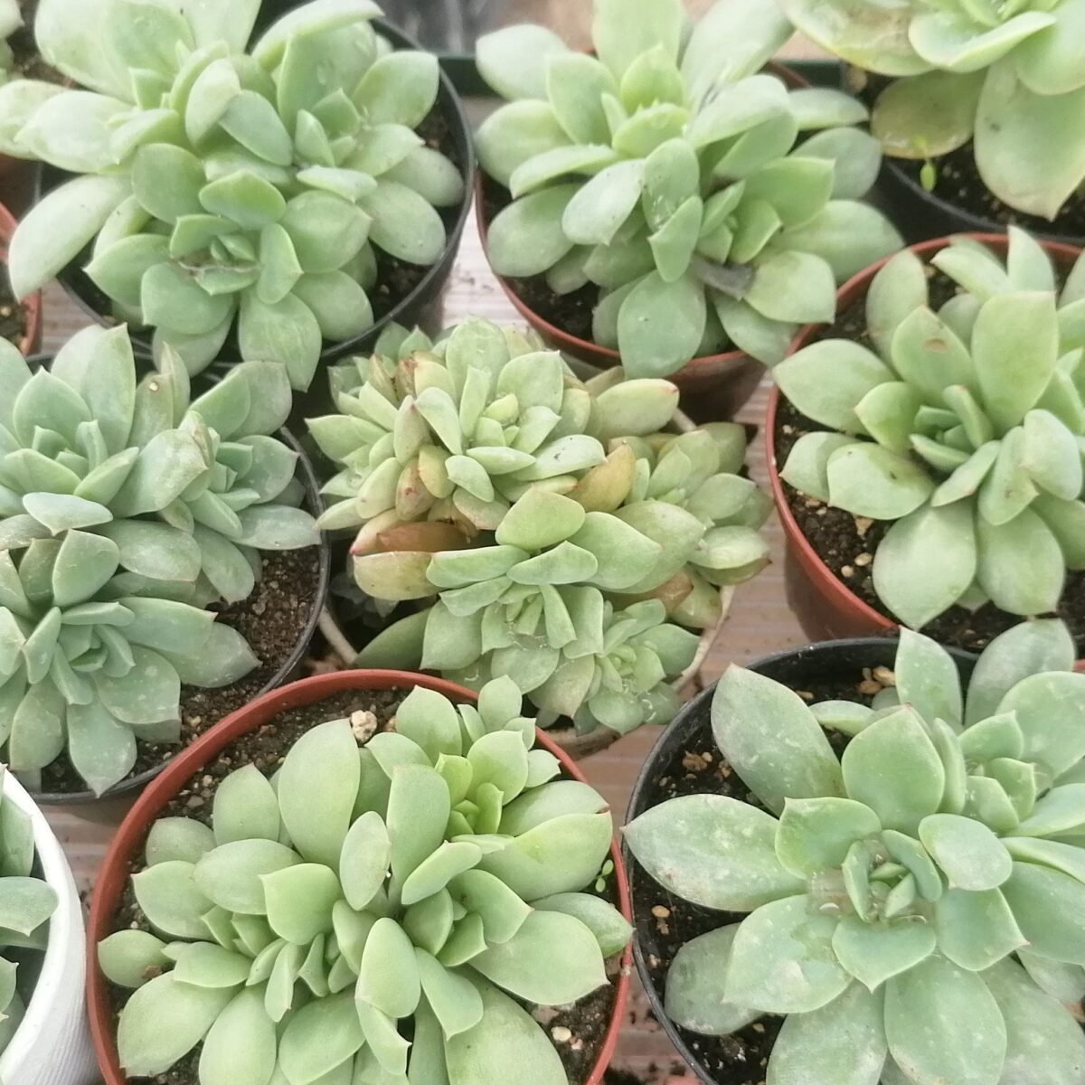 M-312A:  Echeveria Vam Breen