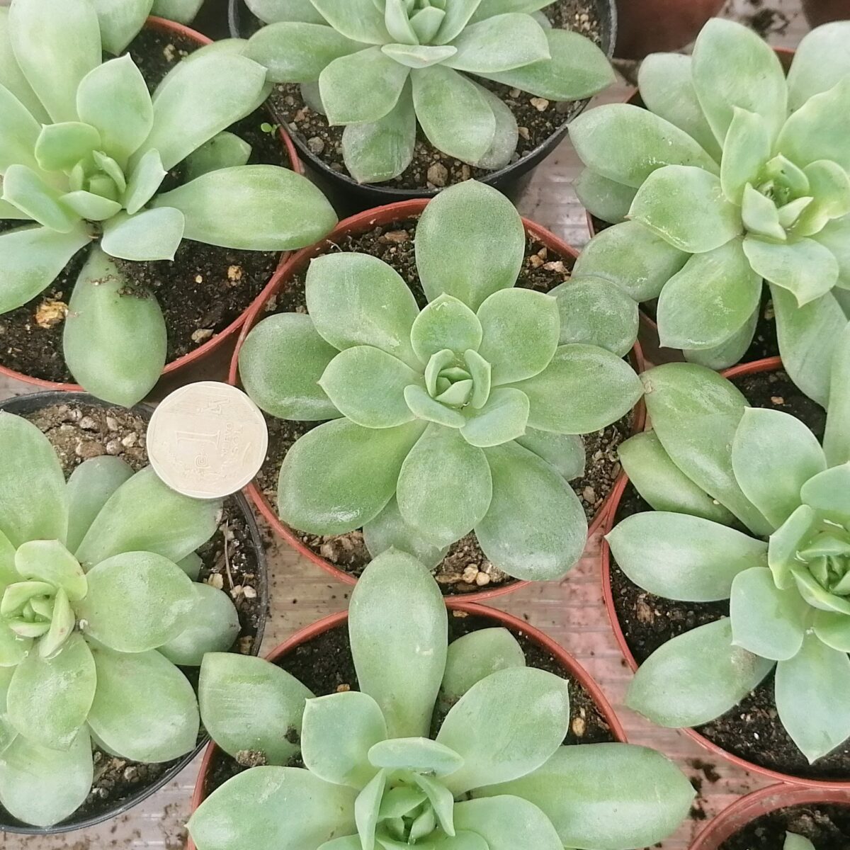 M-312:  Echeveria Vam Breen