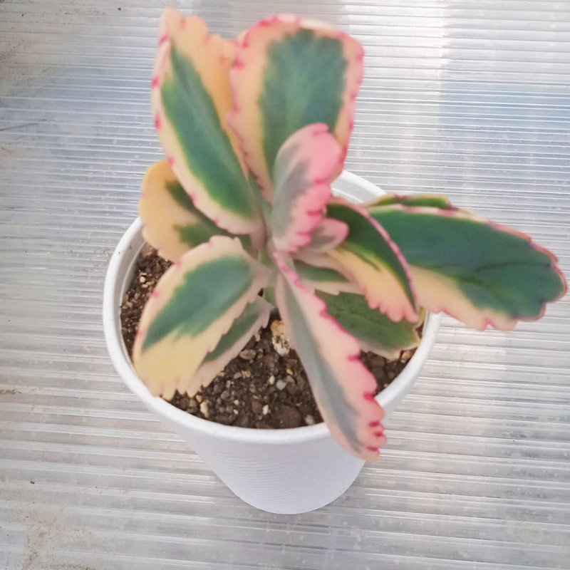 M-337: Echeveria Kalanchoe Fedtschenkoi Variegata