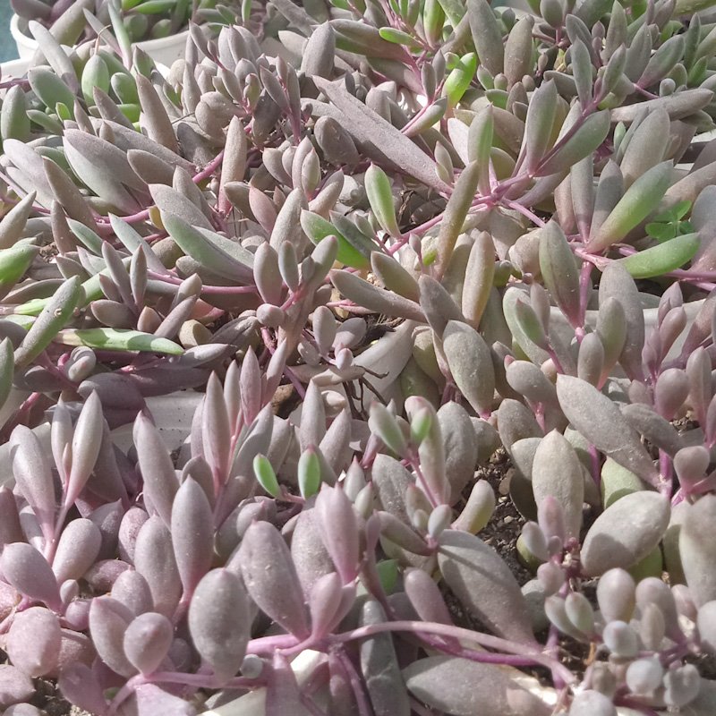 M-134: Senecio Othonna Capensis