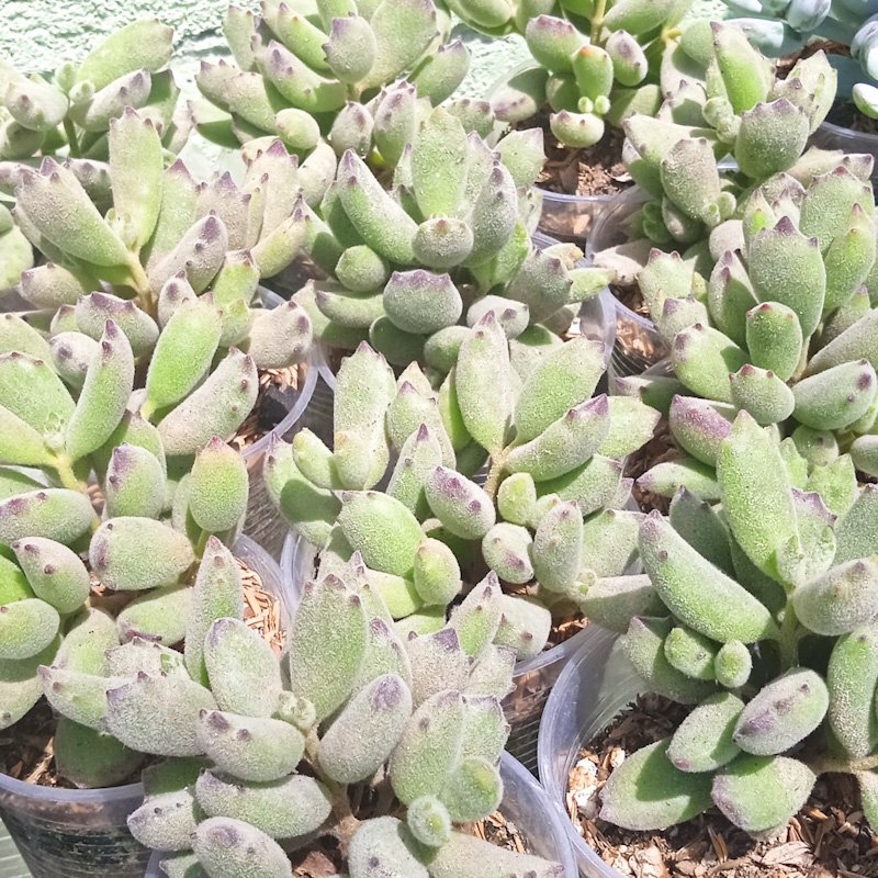 M-150: Cotyledon "Cat Pawn" Garrita de Gato