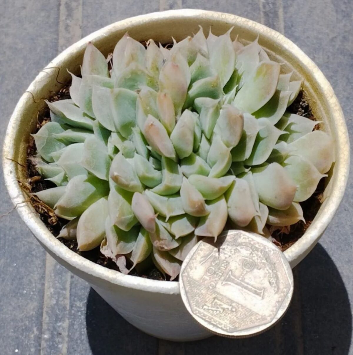 M-174C: Echeveria Albida Crestada