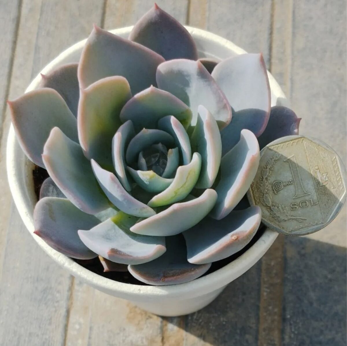 M-236: Echeveria Subsessilis