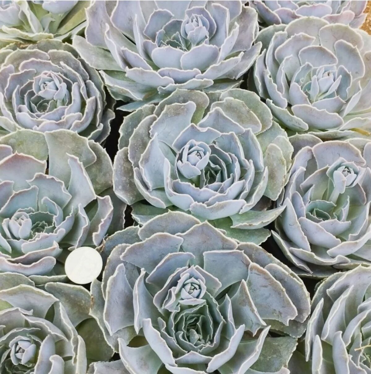 M-254A: Echeveria Shaviana