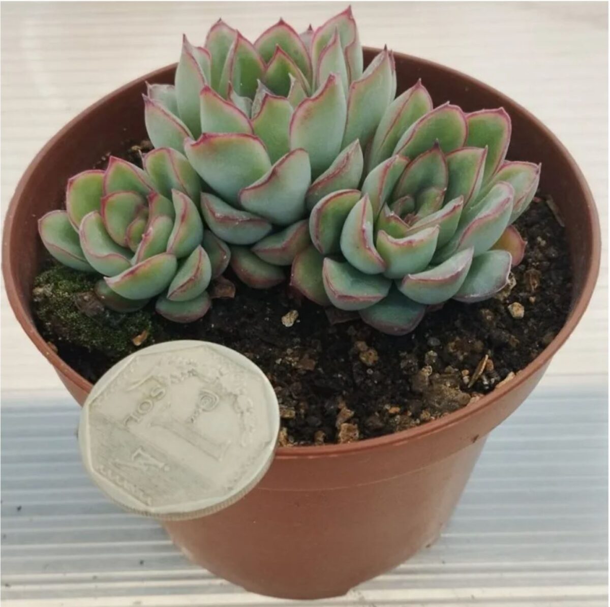 M-317B: Echeveria pulidonis
