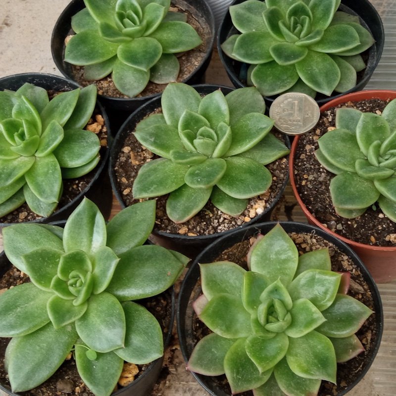 M-182: Echeveria Gilva