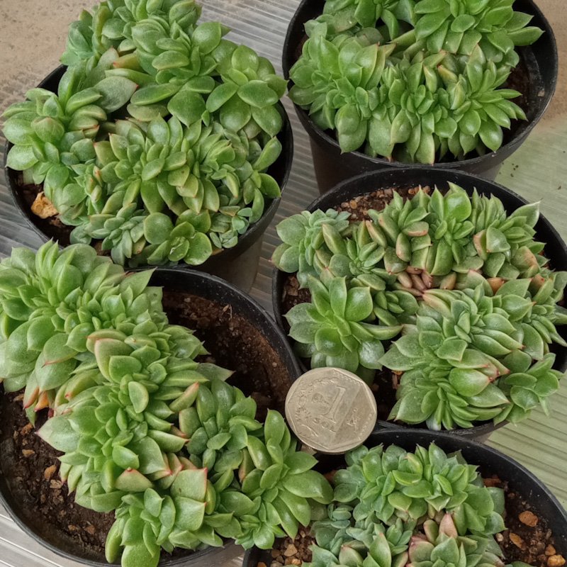 M-182A: Echeveria Gilva Crestada