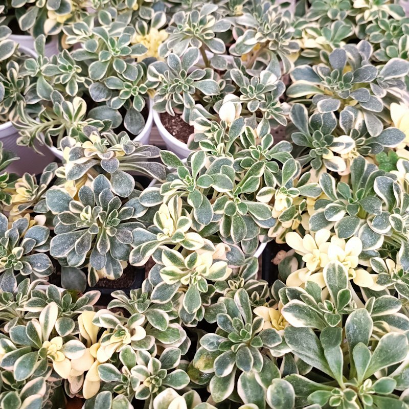 M-323: Aeonium Domestic Variegata