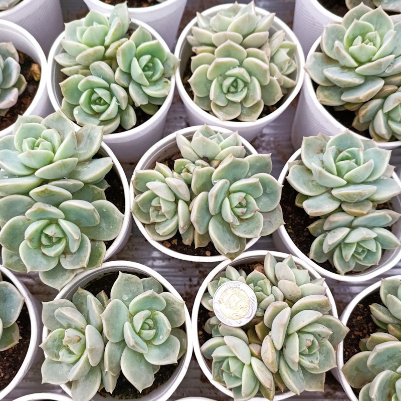 M-154A:   Graptoveria Titubans