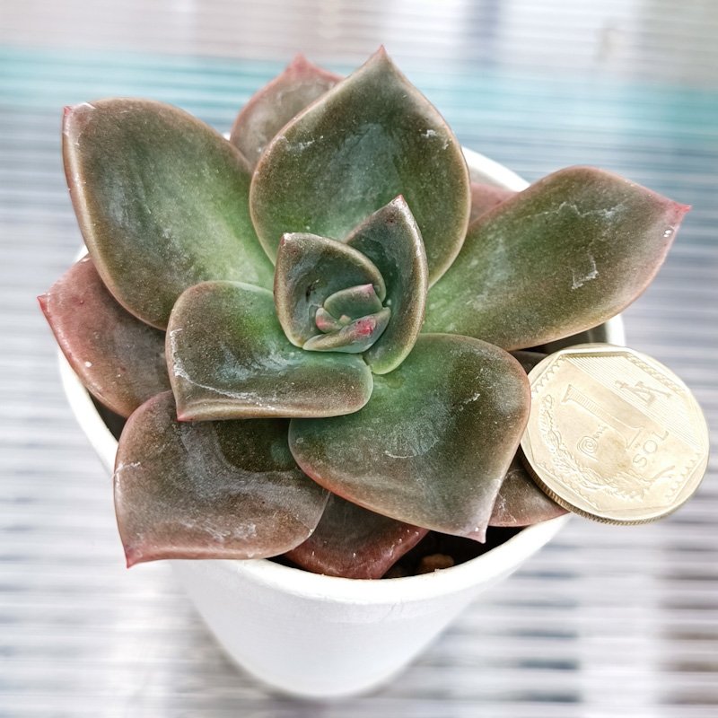 M-122:  Echeveria Albert Baynes