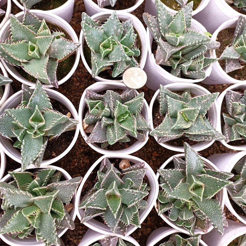 M-177:Faucaria Tigrina