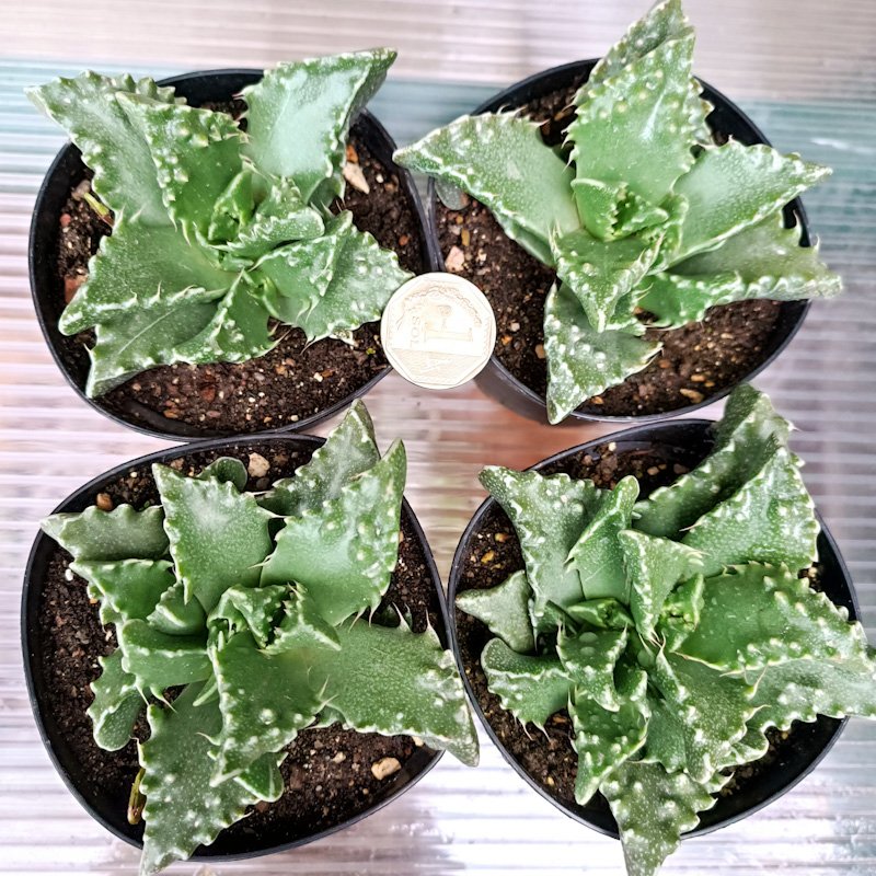 M-178: Faucaria Mounstruosa