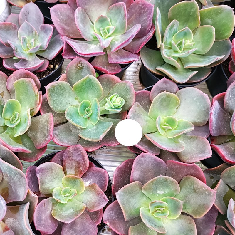 M-230: Echeveria Chameleon