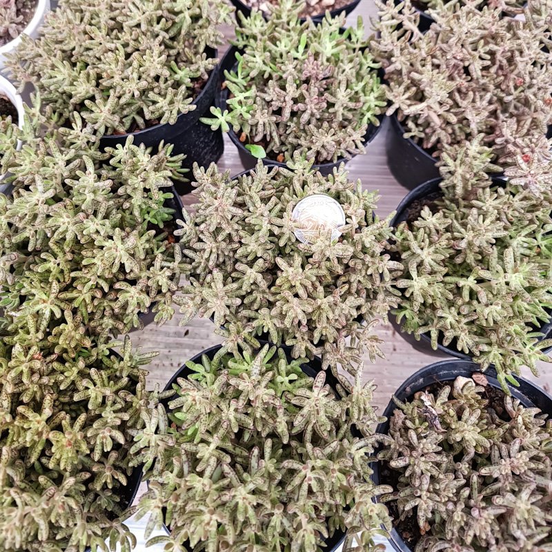M-193: Crassula Humbertii