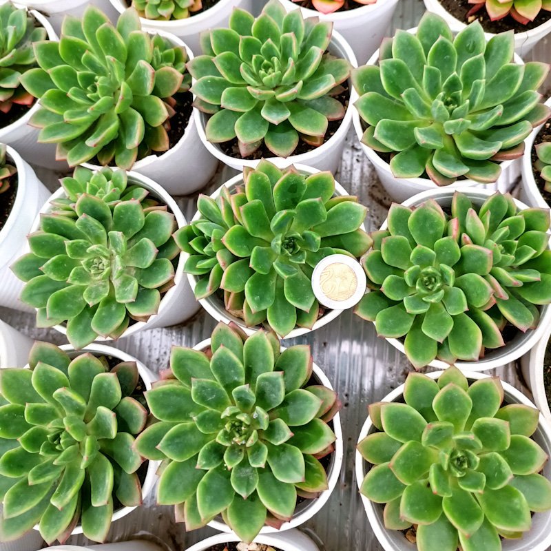 M-210A: Echeveria Maialen