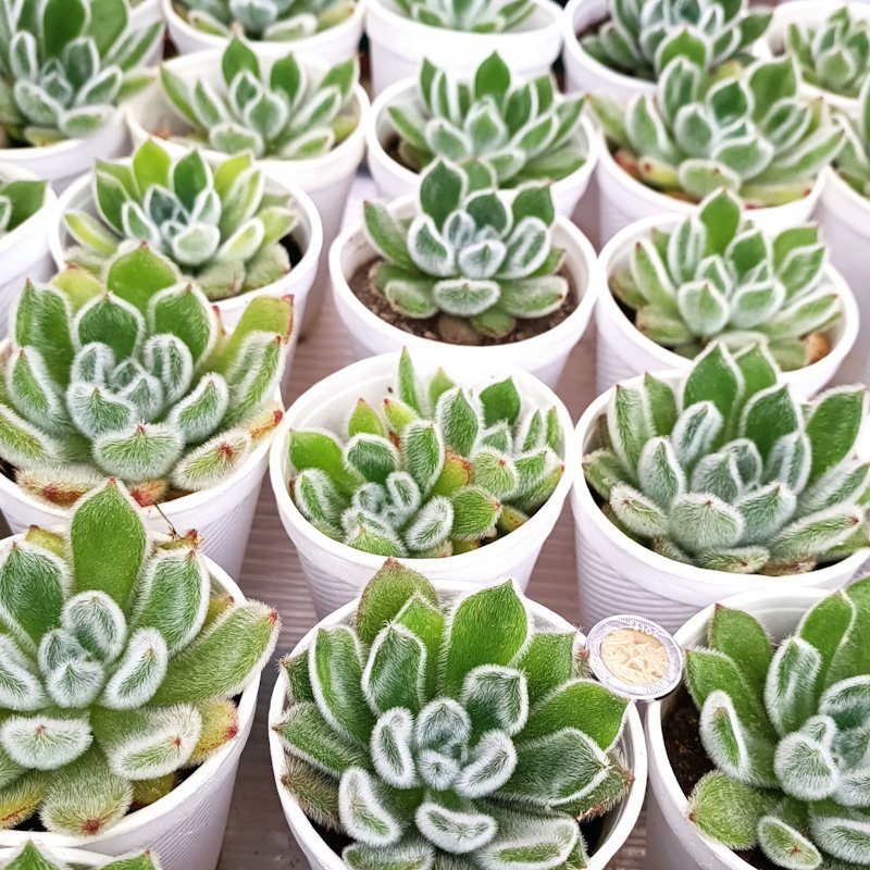 M-212: Echeveria Bombycina