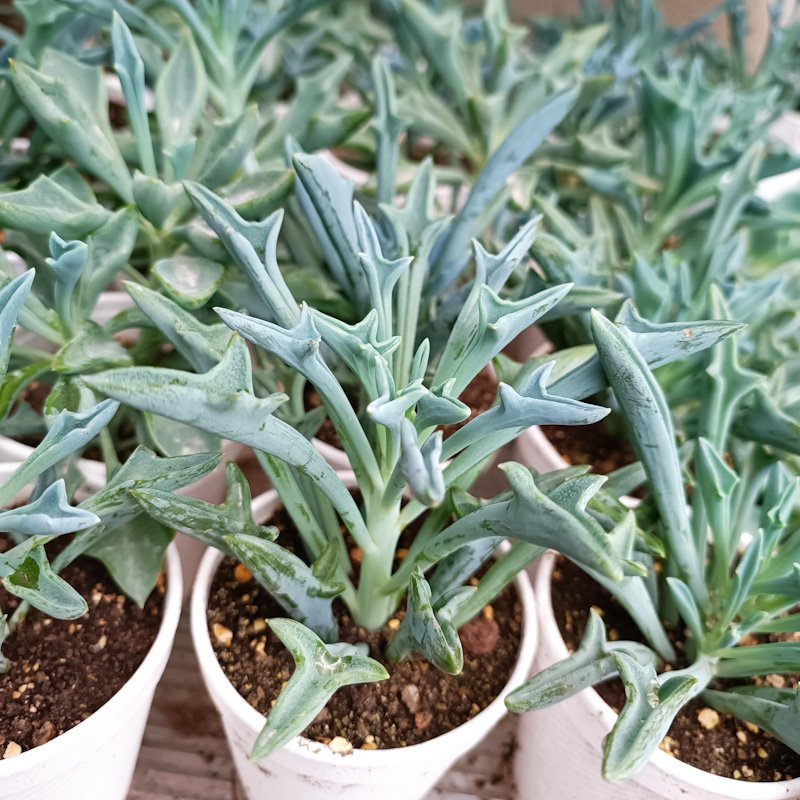 M-133: Senecio Kleiniiformis
