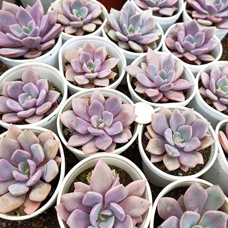 M-206: Graptoveria Debbie