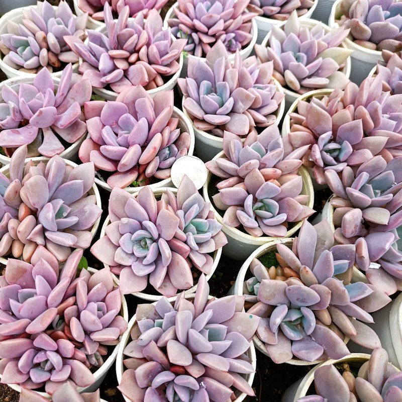 M-206A: Graptoveria Debbie