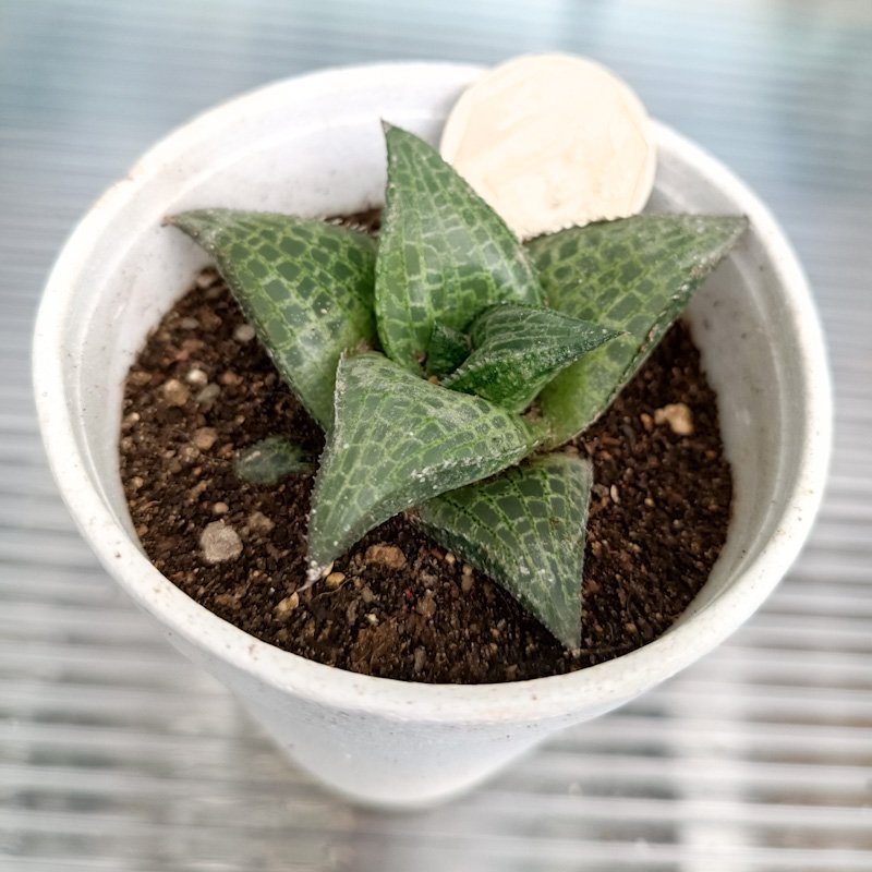 M-271: Haworthia Tesselata