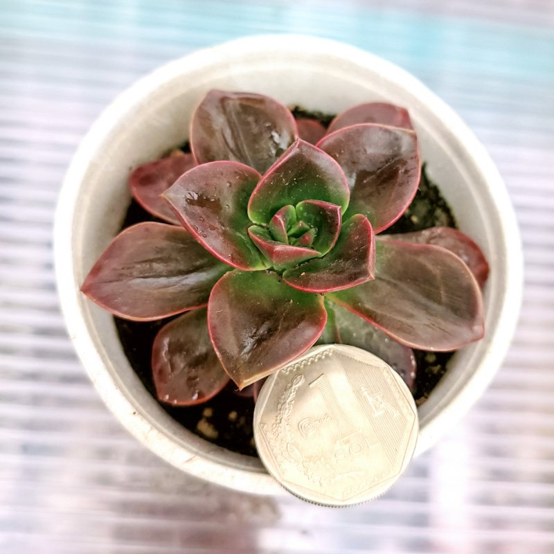 M-307: Echeveria Melaco