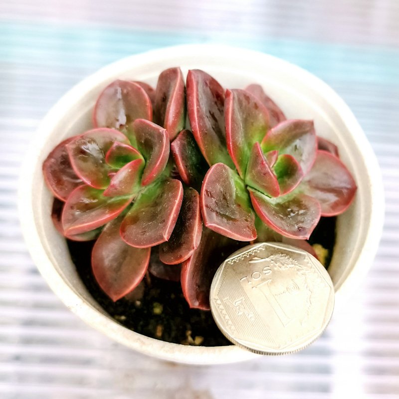 M-307A: Echeveria Melaco