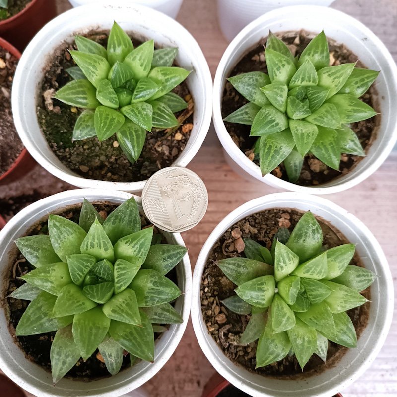 M-272: Haworthia Retusa f. Geraldii