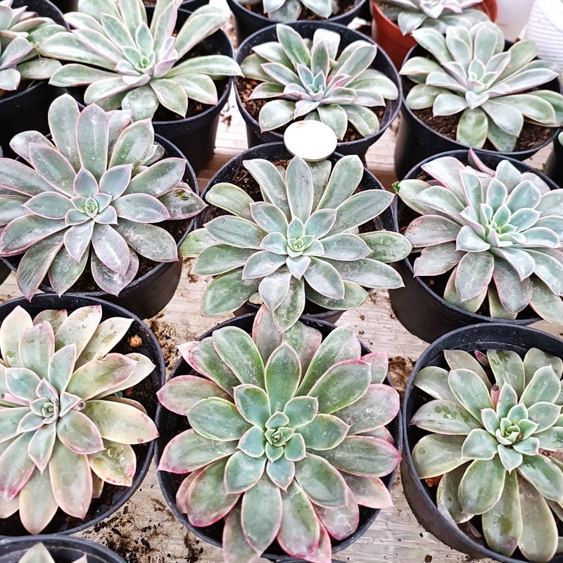 M-168: Echeveria Fantastic