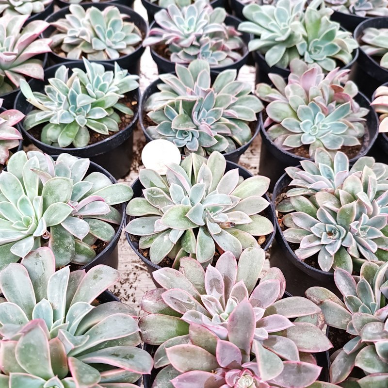 M-168A: Echeveria Fantastic