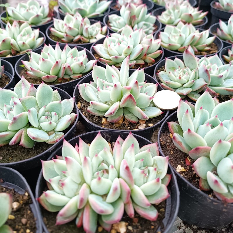 M-320A: Echeveria Chihuahuense