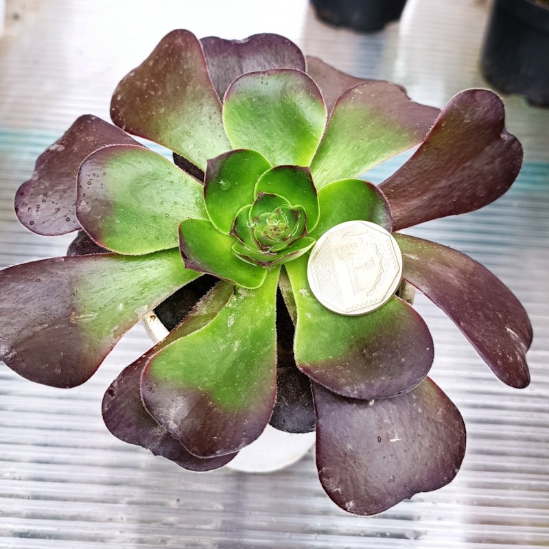 M-148: Aeonium Gigante