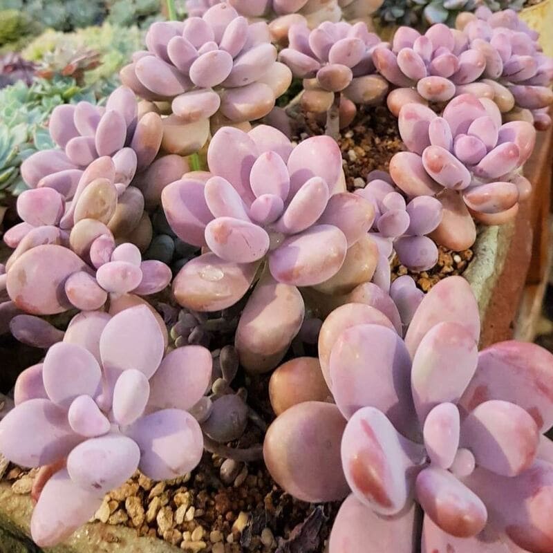 Pachyphytum