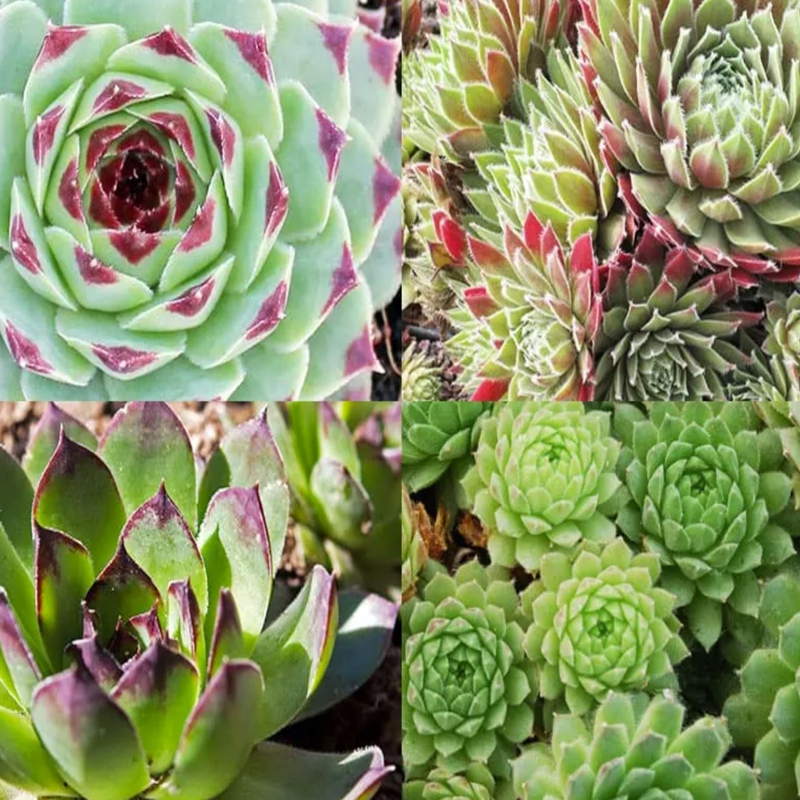 Sempervivum