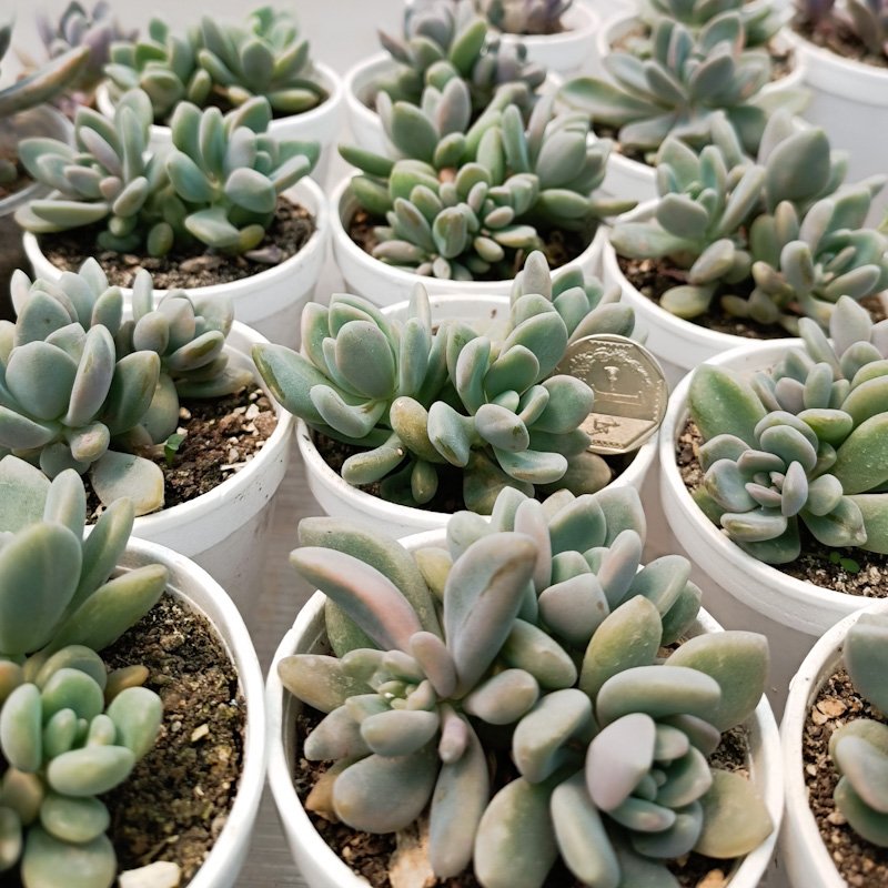 M-282:  Pachyveria Pachyphytoides