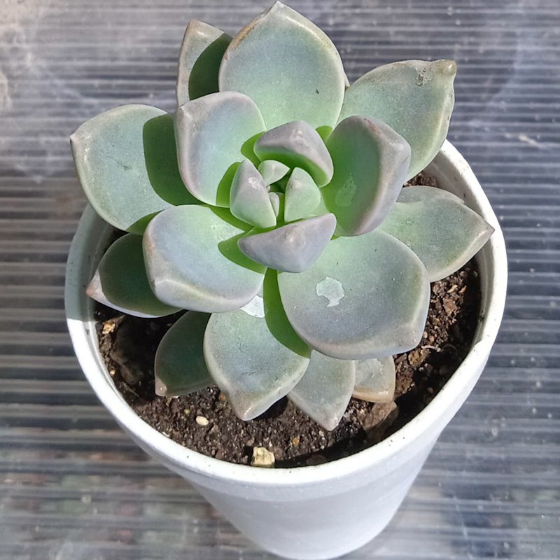 M-353: Graptosedum Ghosty