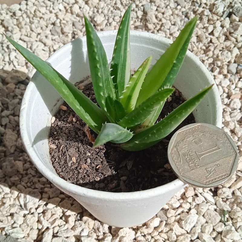 M-245: Aloe Variegado