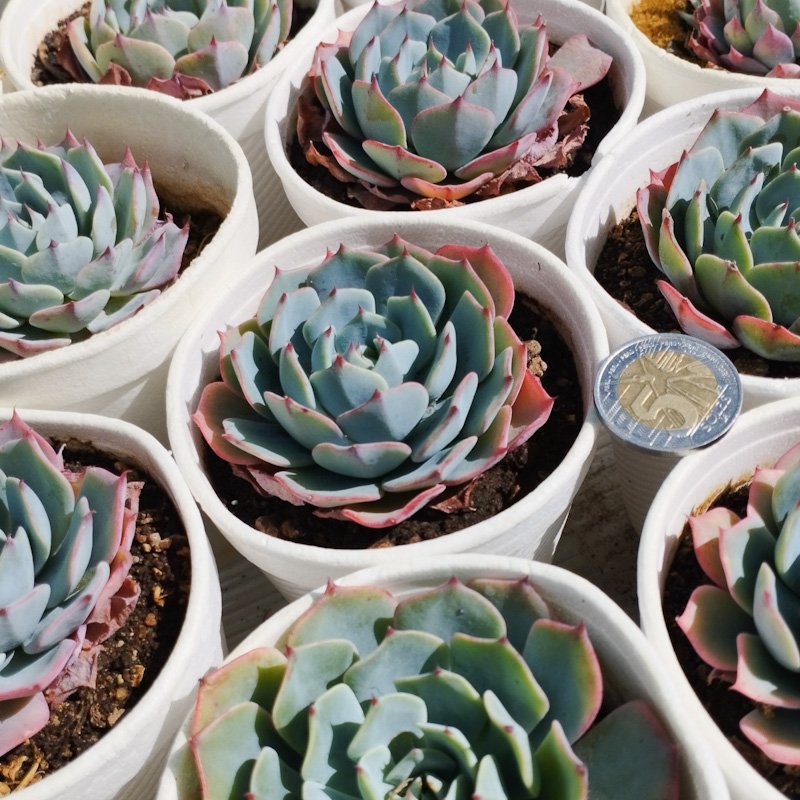M-120: Echeveria Secunda Azulita